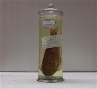 藏品(安汶裸頰鯛)的圖片